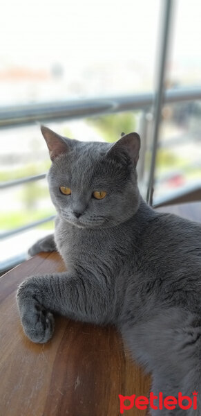 British Shorthair, Kedi  Duman fotoğrafı