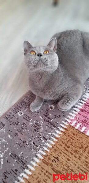 British Shorthair, Kedi  Duman fotoğrafı