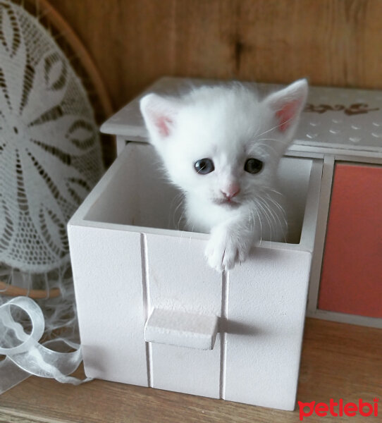 Chinchilla, Kedi  Köpük fotoğrafı