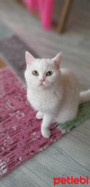 Chinchilla, Kedi  Köpük fotoğrafı