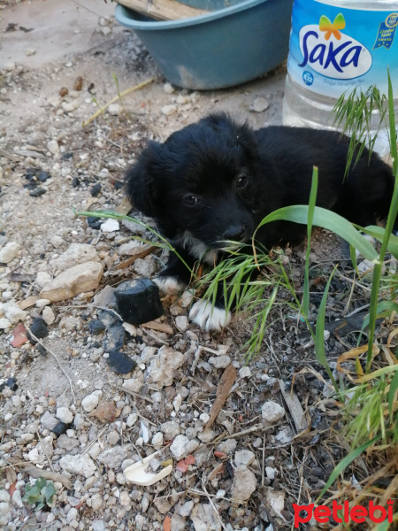 Tibet Terrieri, Köpek  Şeker fotoğrafı