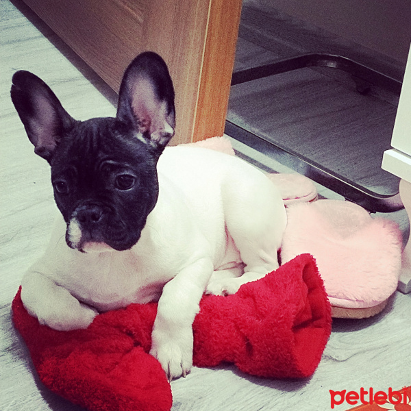Fransız Bulldog, Köpek  Leo fotoğrafı