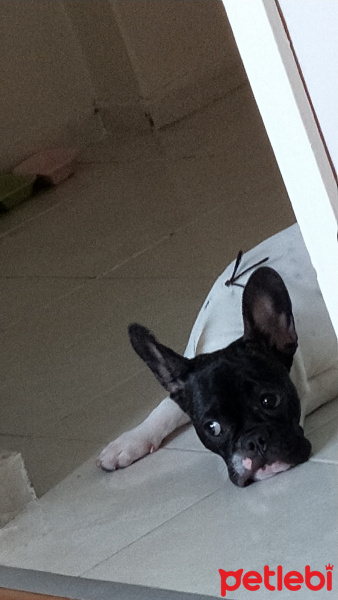 Fransız Bulldog, Köpek  Leo fotoğrafı