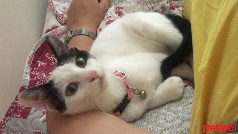 Tekir Kedi, Kedi  Çiroz fotoğrafı