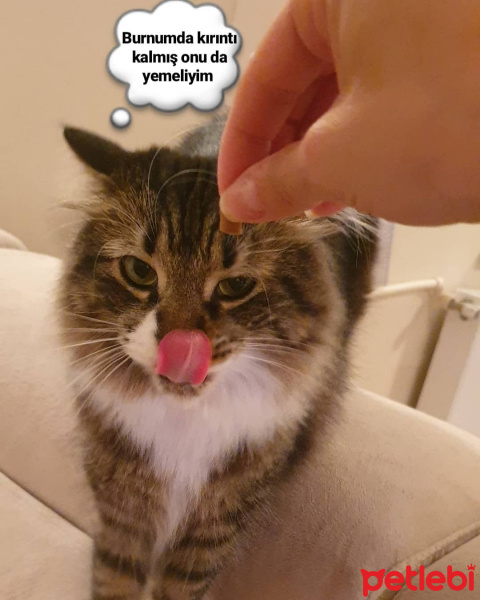 Norwegian Forest, Kedi  Sans fotoğrafı