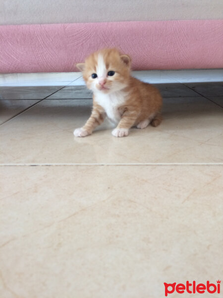 Tekir Kedi, Kedi  Poncikkk fotoğrafı