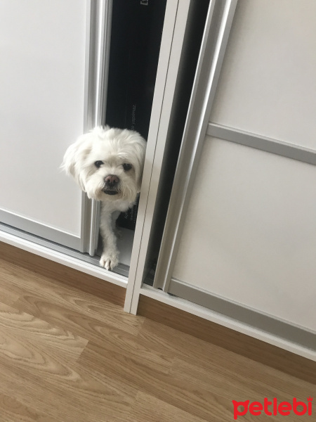 Maltese, Köpek  Cindy fotoğrafı