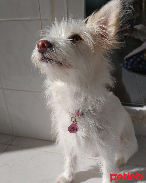 West Highland White Terrier, Köpek  Lucy fotoğrafı