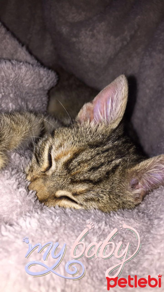 Tekir Kedi, Kedi  PARS fotoğrafı