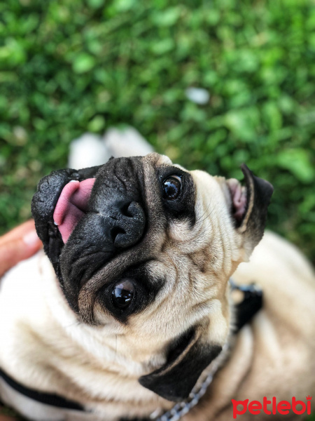 Pug, Köpek  Hermes fotoğrafı
