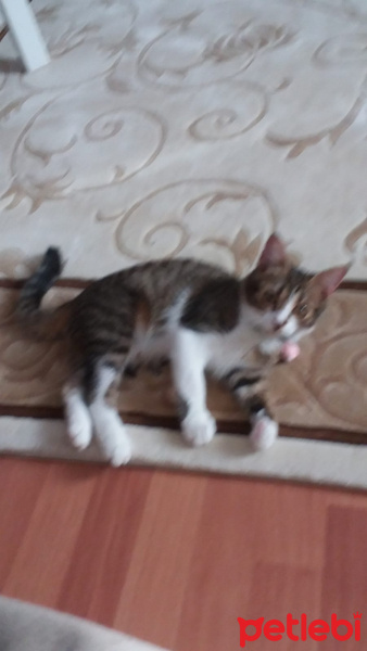 Tekir Kedi, Kedi  Pascal fotoğrafı