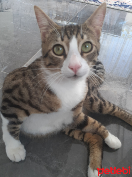 Tekir Kedi, Kedi  leo fotoğrafı