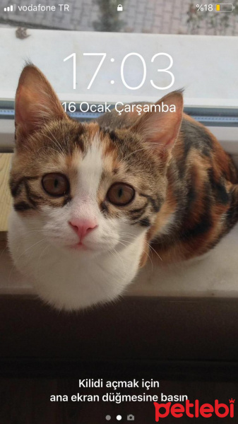 Tekir Kedi, Kedi  Bihter fotoğrafı