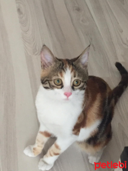 Tekir Kedi, Kedi  Bihter fotoğrafı