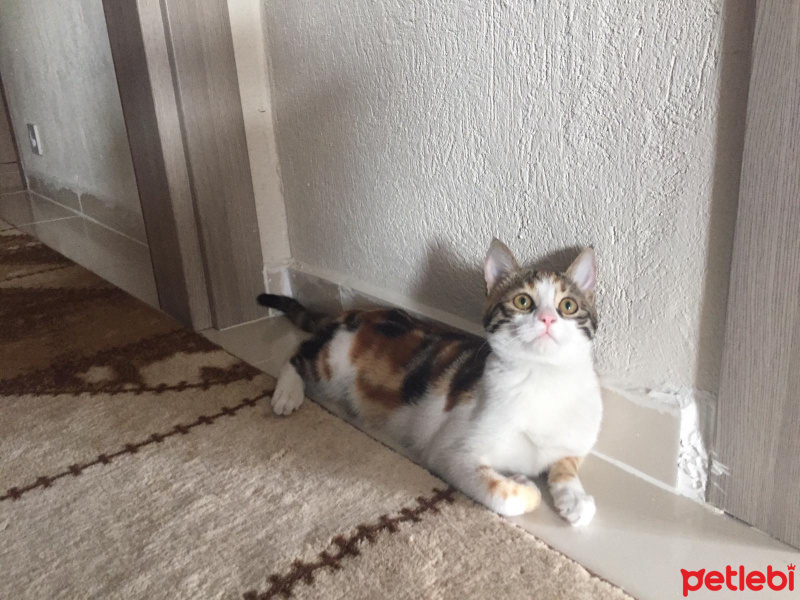 Tekir Kedi, Kedi  Bihter fotoğrafı
