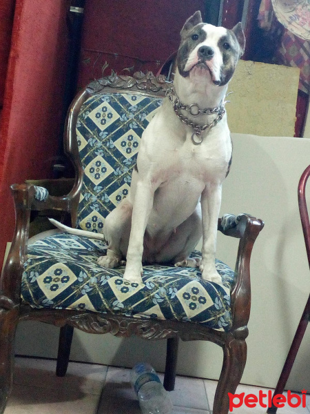 Amerikan Pitbull Terrier, Köpek  Meyhc fotoğrafı