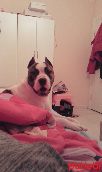 Amerikan Pitbull Terrier, Köpek  Meyhc fotoğrafı