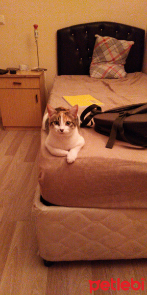 Tekir Kedi, Kedi  Alaca fotoğrafı