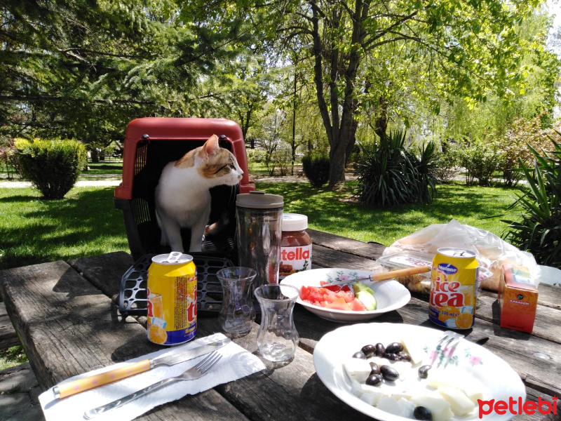 Tekir Kedi, Kedi  Alaca fotoğrafı