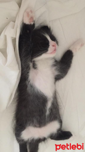 Tuxedo (Smokin) Kedi, Kedi  oglus fotoğrafı