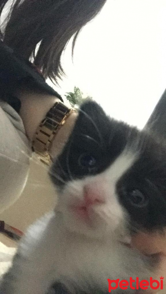 Tuxedo (Smokin) Kedi, Kedi  oglus fotoğrafı