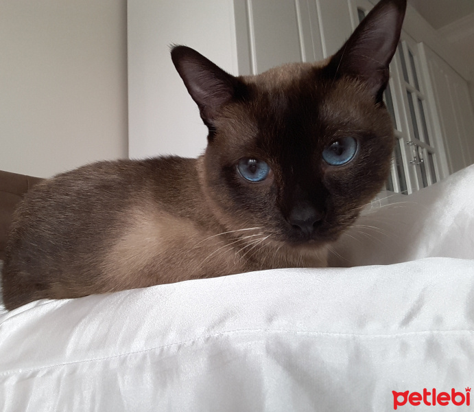 Siyam Kedisi, Kedi  Latte fotoğrafı