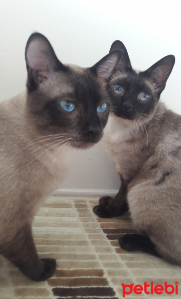 Siyam Kedisi, Kedi  Latte fotoğrafı