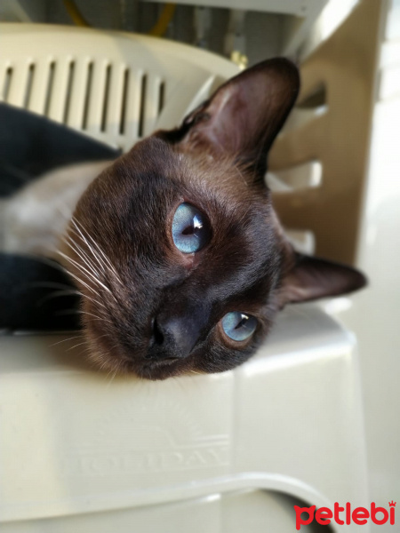Siyam Kedisi, Kedi  Latte fotoğrafı