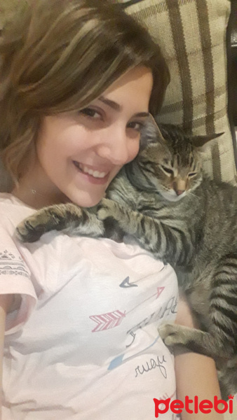 Tekir Kedi, Kedi  Huzur fotoğrafı