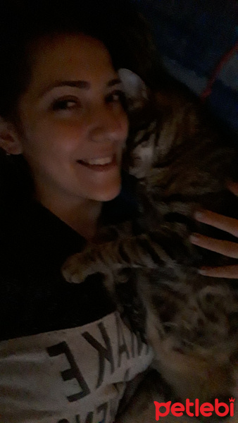 Tekir Kedi, Kedi  Huzur fotoğrafı