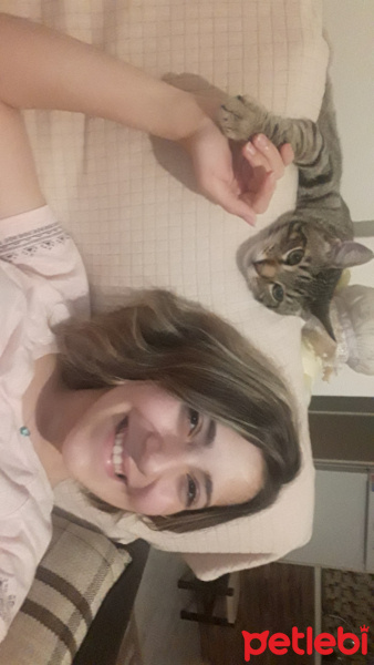 Tekir Kedi, Kedi  Huzur fotoğrafı
