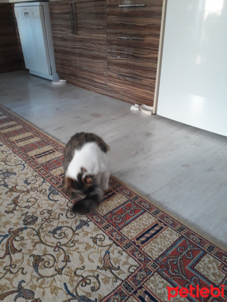 Tekir Kedi, Kedi  Lina fotoğrafı