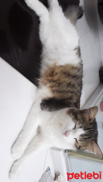Tekir Kedi, Kedi  Lina fotoğrafı