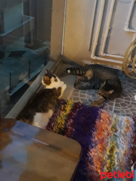 Tekir Kedi, Kedi  Lina fotoğrafı