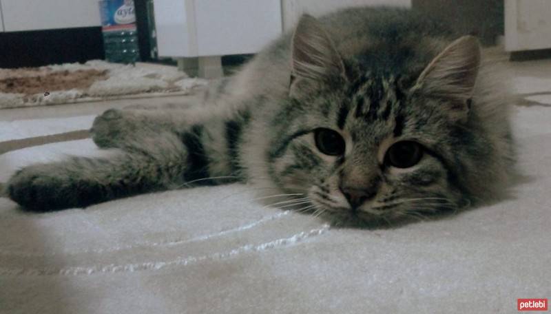 Bombay, Kedi  Gölge fotoğrafı