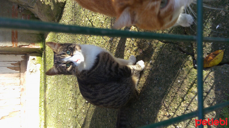 Bombay, Kedi  Gölge fotoğrafı