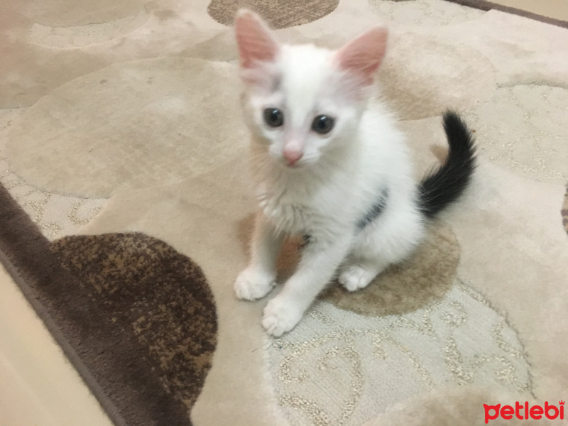 Tekir Kedi, Kedi  Minik fotoğrafı
