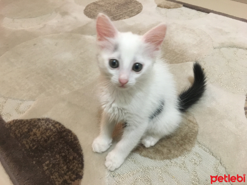 Tekir Kedi, Kedi  Minik fotoğrafı