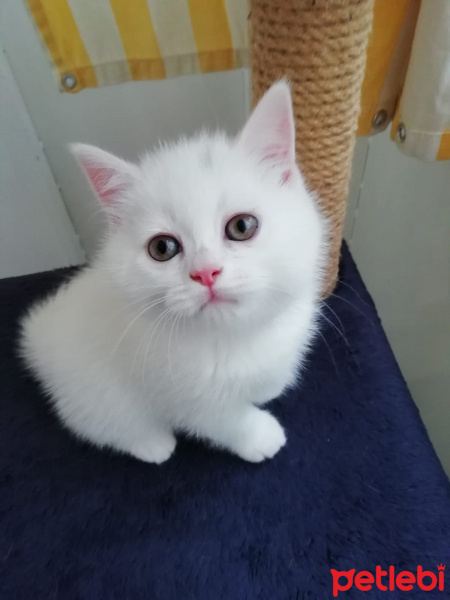 British Shorthair, Kedi  Miniş fotoğrafı