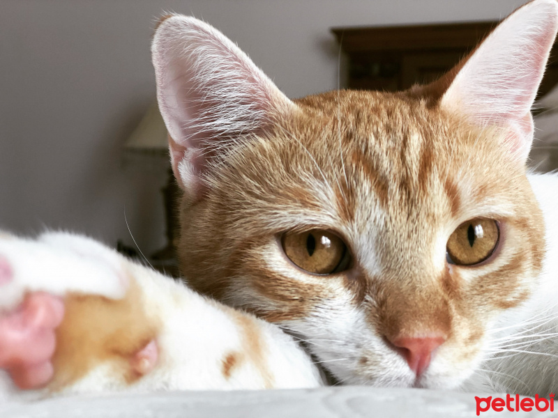 Sarman, Kedi  Şanslı fotoğrafı
