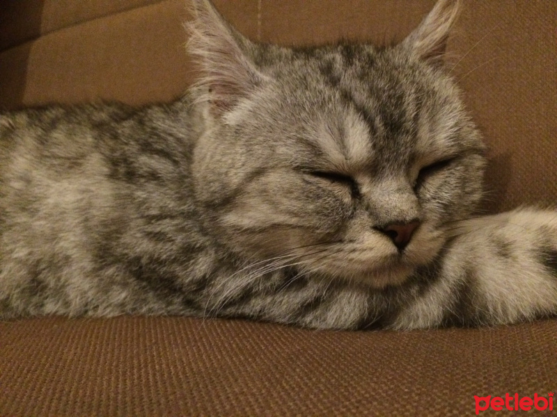British Shorthair, Kedi  Crespo fotoğrafı