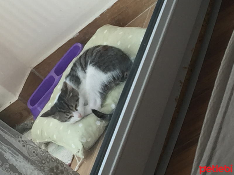 Tekir Kedi, Kedi  Pati fotoğrafı