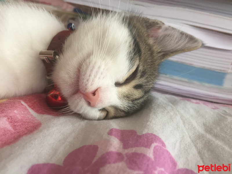 Tekir Kedi, Kedi  Pati fotoğrafı