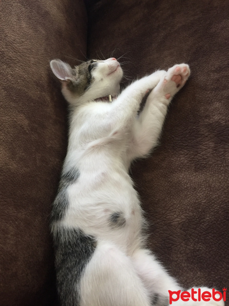 Tekir Kedi, Kedi  Pati fotoğrafı