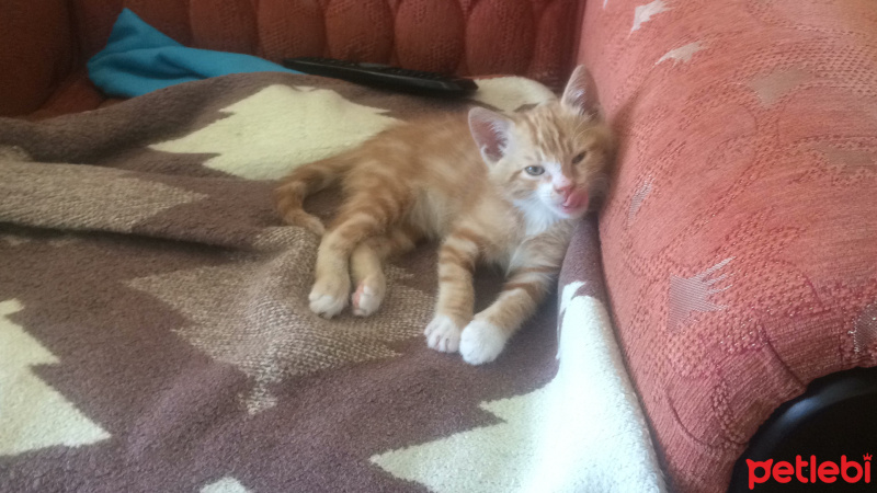 Tekir Kedi, Kedi  Paşa fotoğrafı