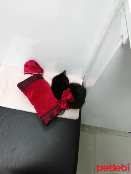 Tekir Kedi, Kedi  Zeytin fotoğrafı