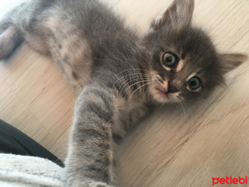 Nebelung, Kedi  Astro fotoğrafı