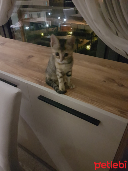Tekir Kedi, Kedi  Çakıl fotoğrafı