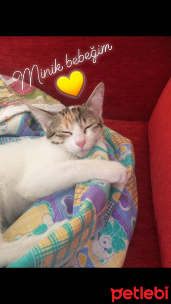 Tekir Kedi, Kedi  Pia fotoğrafı