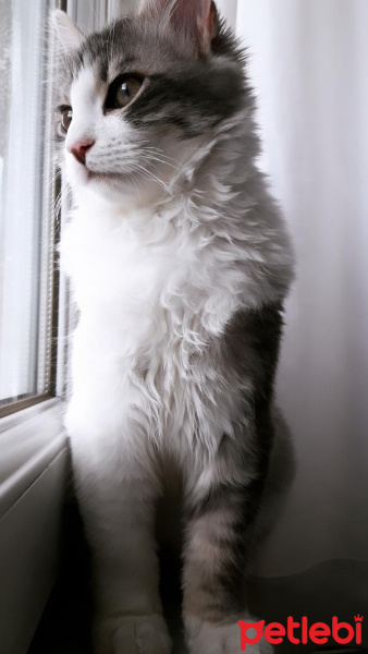 Norwegian Forest, Kedi  Bodrum fotoğrafı